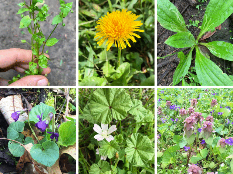 Spring First Aid Plants