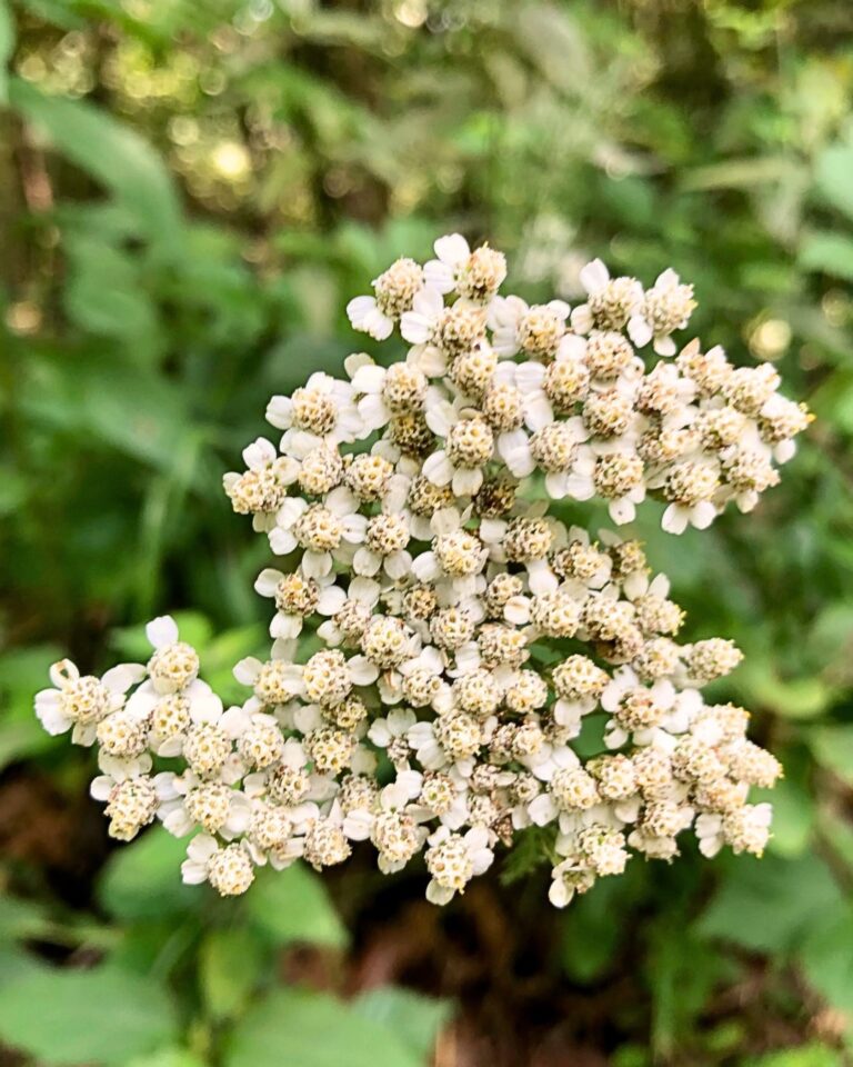 Yarrow Flower Essence