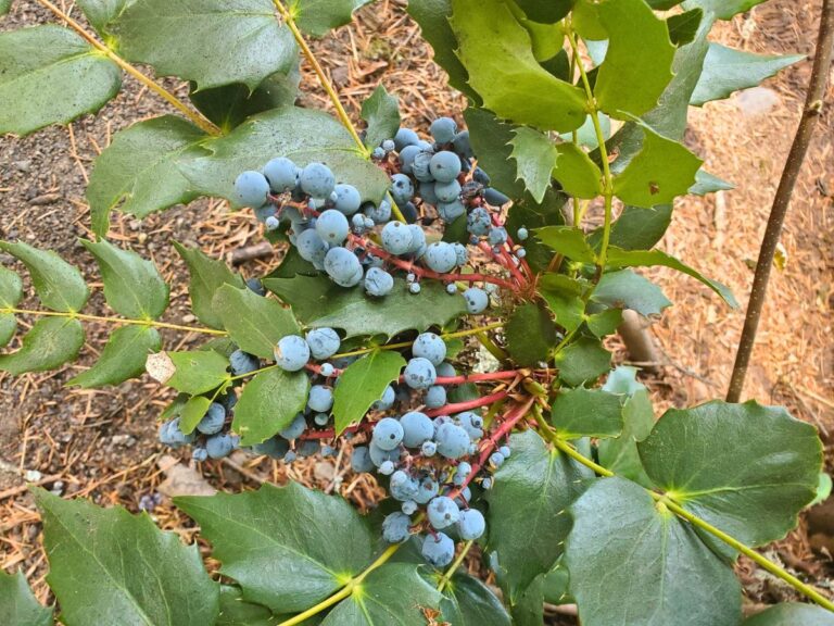 Oregon Grape Root Mouth Rinse Tincture