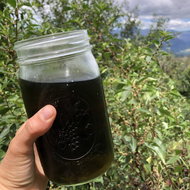 Nourishing Nettle Infusion