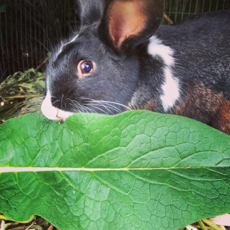 Feeding Comfrey to Animals: Fodder or Poison?